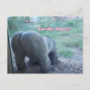 Sök efter gorilla vykort Roligt