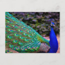 Sök efter peafowl vykort Djur