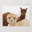 Sök efter alpaca vykort Brun