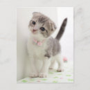Sök efter skotskt veck Kitten