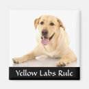 Sök efter gul lab magneter Labrador
