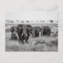 Sök efter elefant vykort Safari