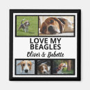Sök efter beagle magneter Hound