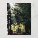 Sök efter skog fotografi Rödved