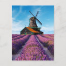 Sök efter provence Lavender