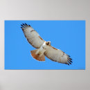 Sök efter röd fågel fotografi Vilt