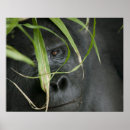 Sök efter uganda posters Vilda djur