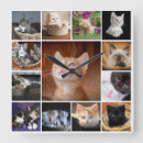 Sök efter kattkattunge For pets