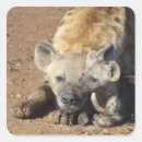 Sök efter hyena klistermärken Vilda djur