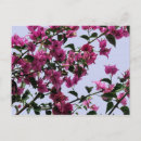 Sök efter bougainvillea vykort Blommor