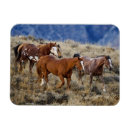 Sök efter kullar magneter Ranch