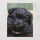 Sök efter pomeranian valp vykort Hund