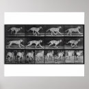 Sök efter muybridge 1830 1904
