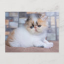 Sök efter långhårig katt vykort Kalico