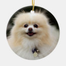 Sök efter pomeranian julgransprydnader Dvärg spitz