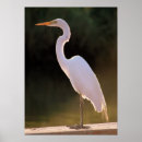 Sök efter kanfas fotografi Djur