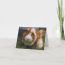 Sök efter försökskanin kort Cavies