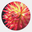 Sök efter dahlia klistermärken Sommar