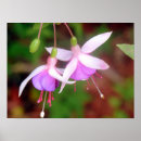 Sök efter fuschia posters Blommor