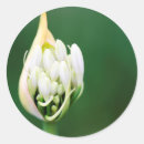 Sök efter liljar klistermärken Blomma