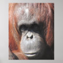 Sök efter orangutan posters Natur