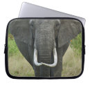 Sök efter afrikansk elefant laptop skal Adam jones
