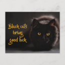Sök efter kattfoto vykort Kattunge