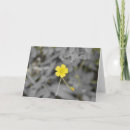 Sök efter smör fotografi Blomma