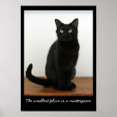 Sök efter härlig katt Fotografi
