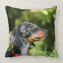 Sök efter svart tax dekorationer Tax släta haired miniatyr