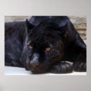 Sök efter svart panter posters Ögon