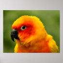 Sök efter papegoja fotografi orange