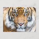 Sök efter tiger vykort Rovdjur