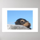 Sök efter galapagos posters Hav