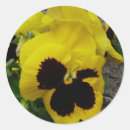 Sök efter pansy klistermärken Blommor