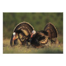 Sök efter svan och konst Vilda djur