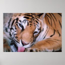 Sök efter bengal katt posters Bengaltiger