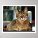 Sök efter abyssinian posters Katter