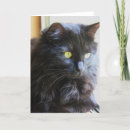 Sök efter katten noterar kortet Svart