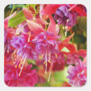 Sök efter fuschia klistermärken Blommor