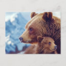 Sök efter grizzlybjörn Människor (allmänt)