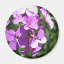 Sök efter purpurfärgad vildblomma För alla