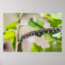 Sök efter oakträd Natur