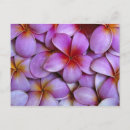 Sök efter rosa plumeria vykort Ö