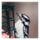 Sök efter feeder posters Fågel