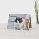 Sök efter min shih tzu kort Fotografi