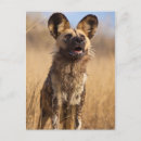 Sök efter afrikansk hund vykort Vilda djur