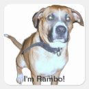 Sök efter rambo Hund