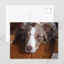 Sök efter australian shepherd vykort Roligt