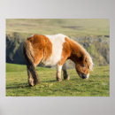Sök efter equine posters Djur